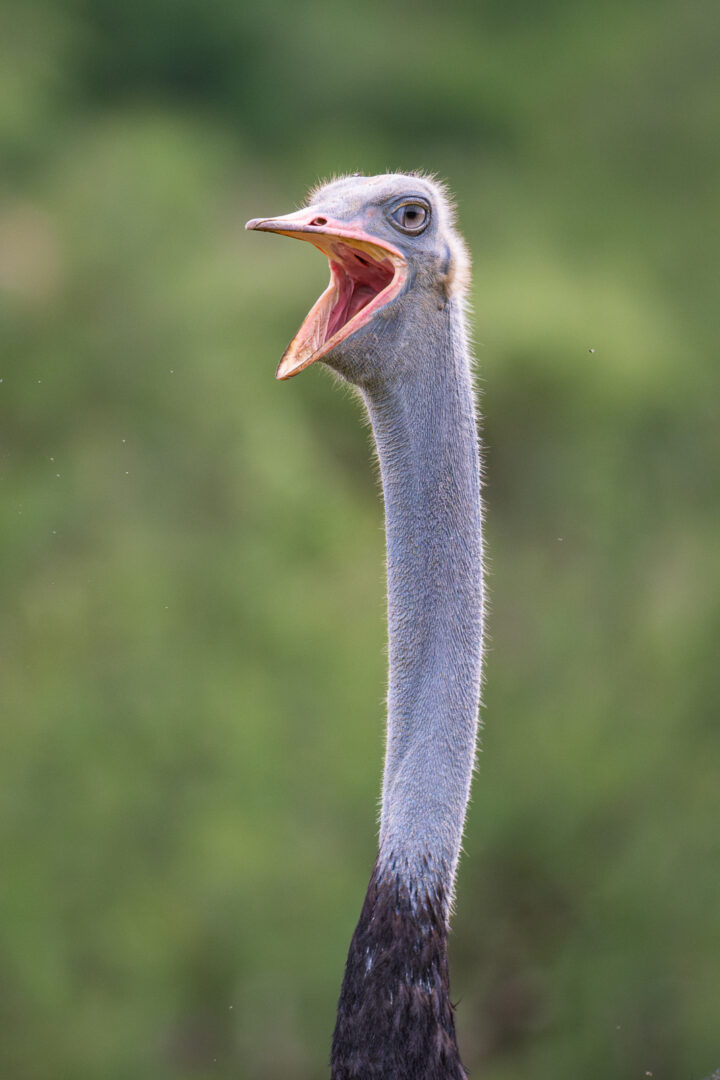 Somali Ostrich, Kenya