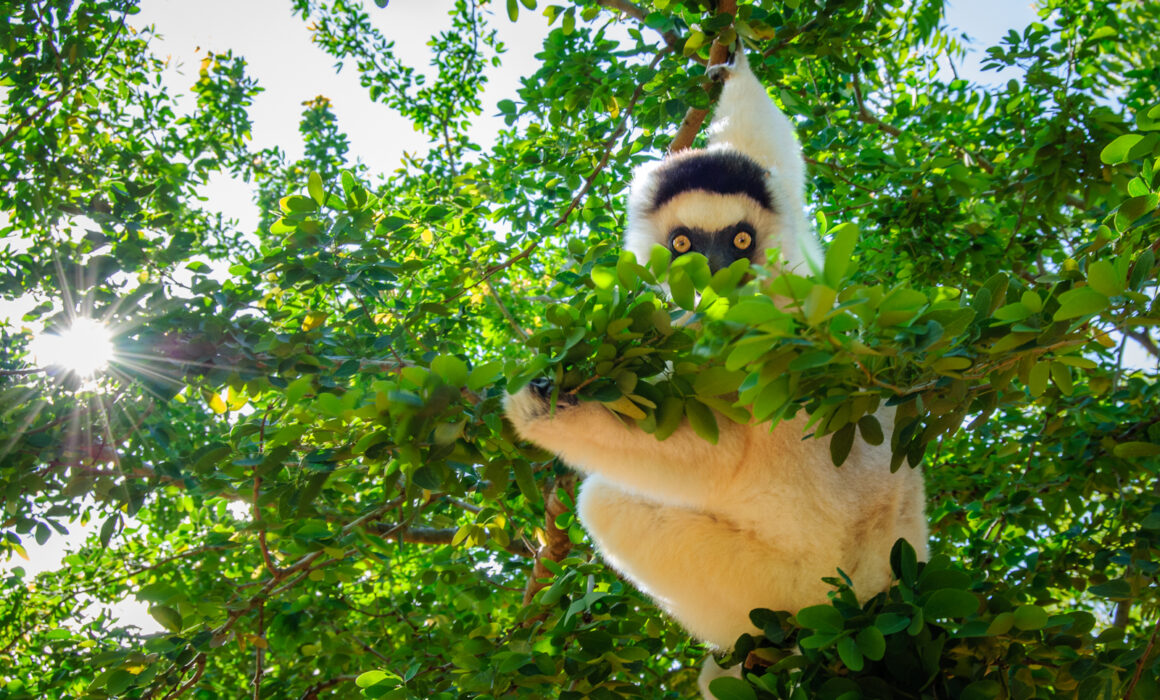Verreaux's Sifaka, Madagascar