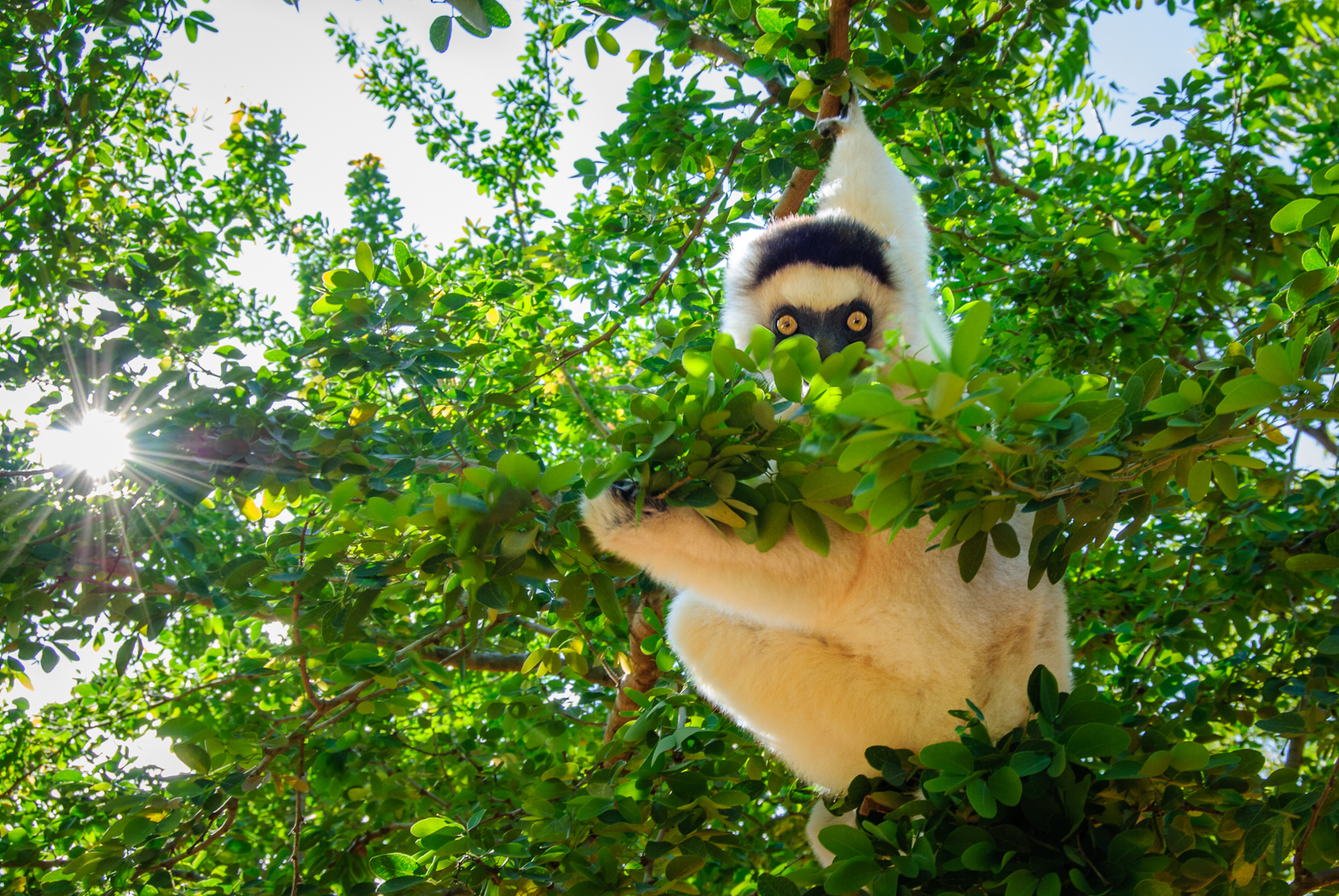Verreaux's Sifaka, Madagascar