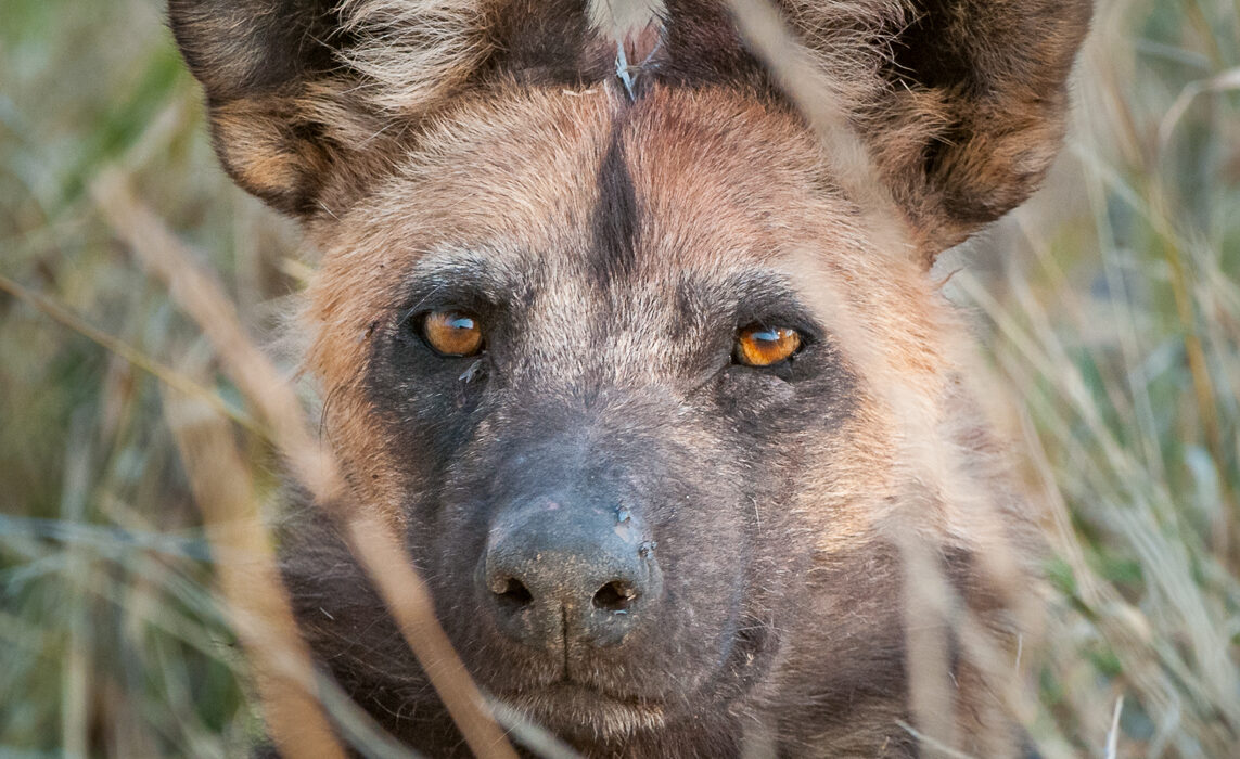 African Wild Dog, Botswana