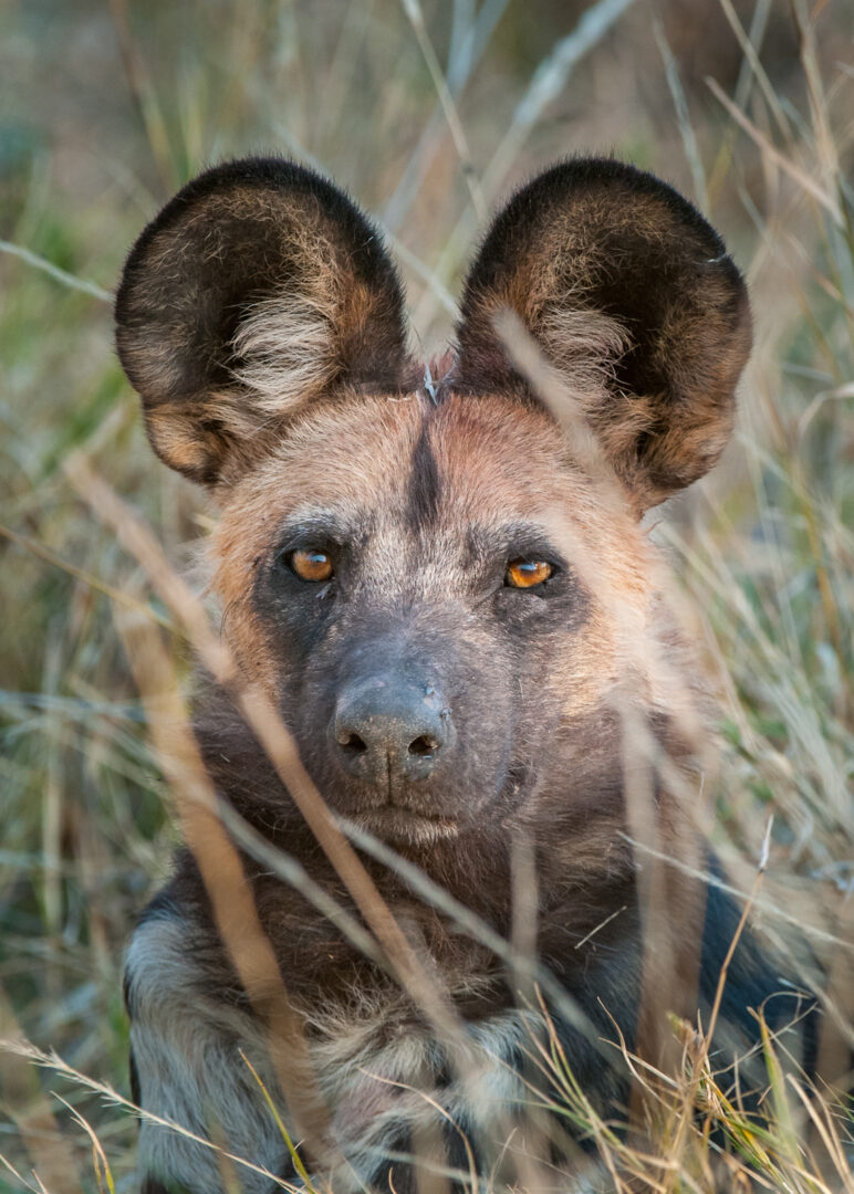 African Wild Dog, Botswana