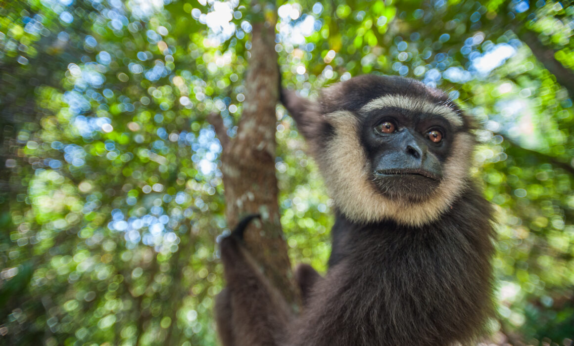 Agile Gibbon, Borneo