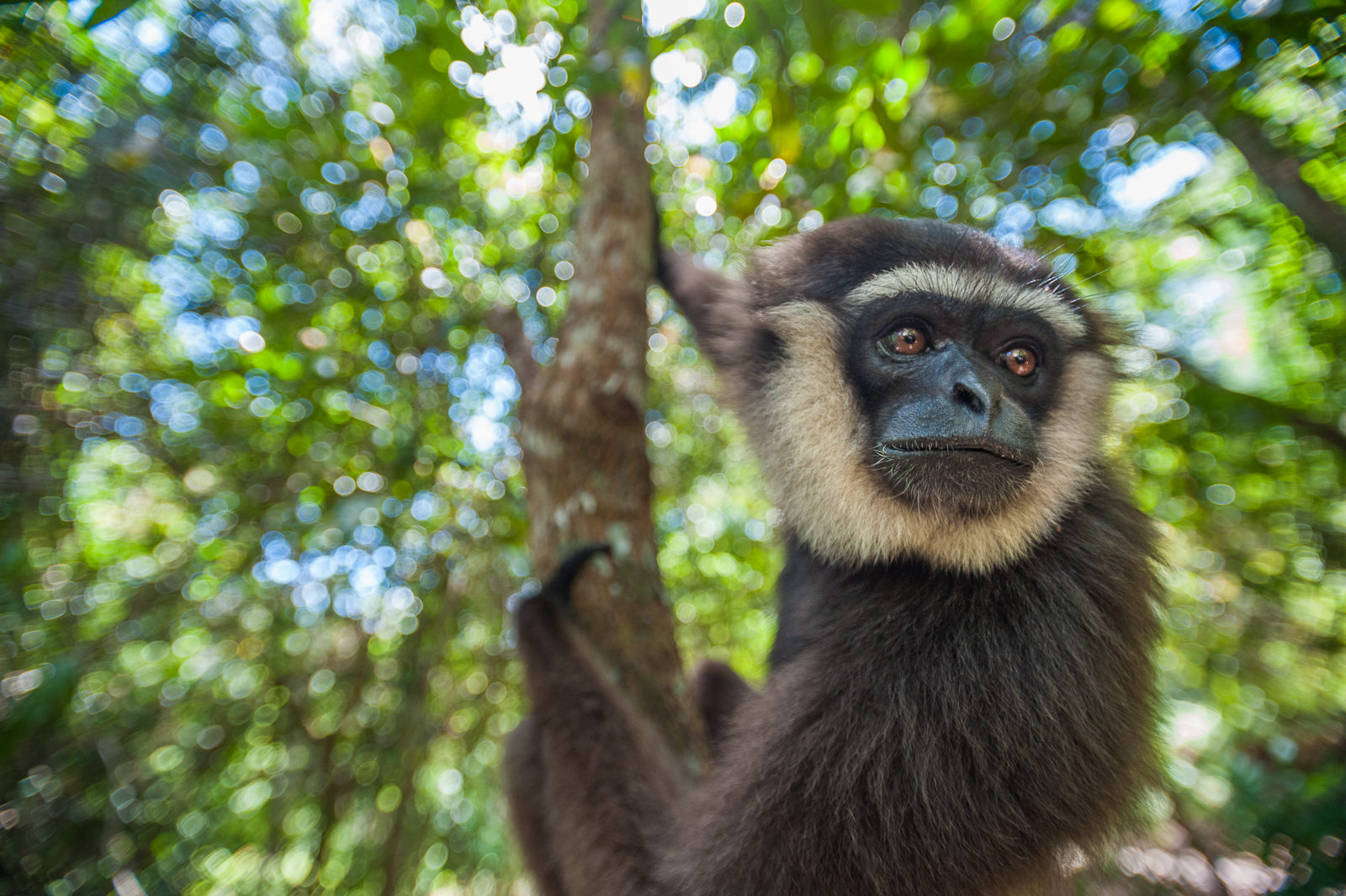 Agile Gibbon, Borneo