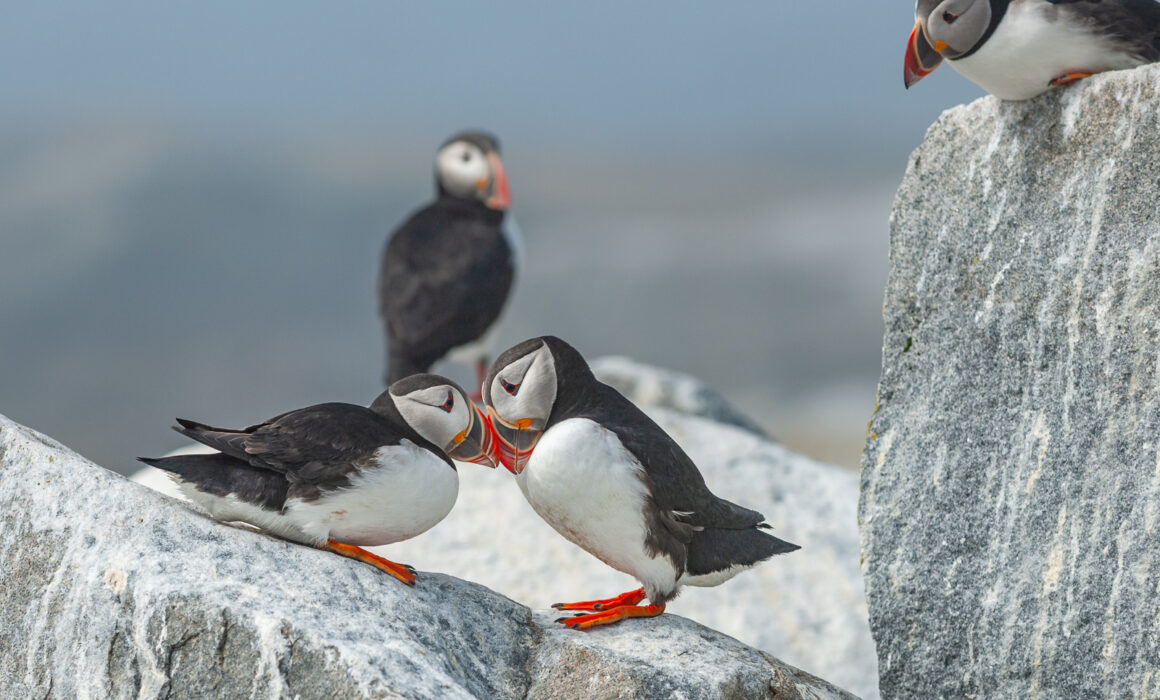 Atlantic Puffins, Maine/New Brunswick