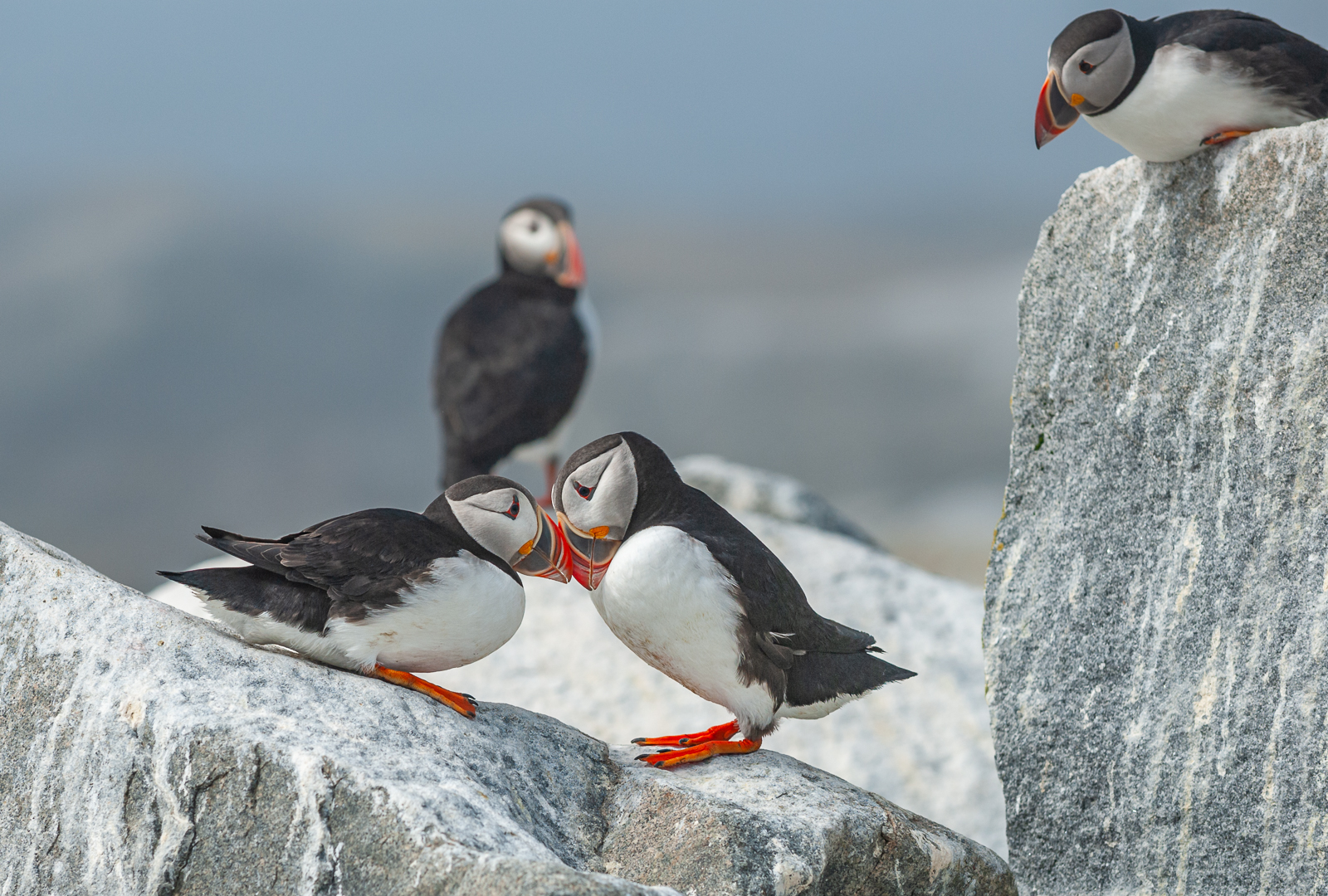 Atlantic Puffins, Maine/New Brunswick