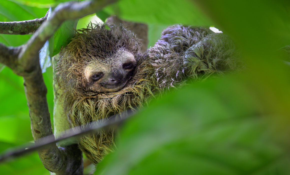 Baby Three-Toed Sloth, Costa Rica