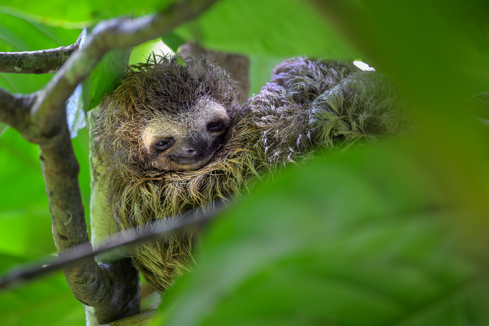 Baby Three-Toed Sloth, Costa Rica