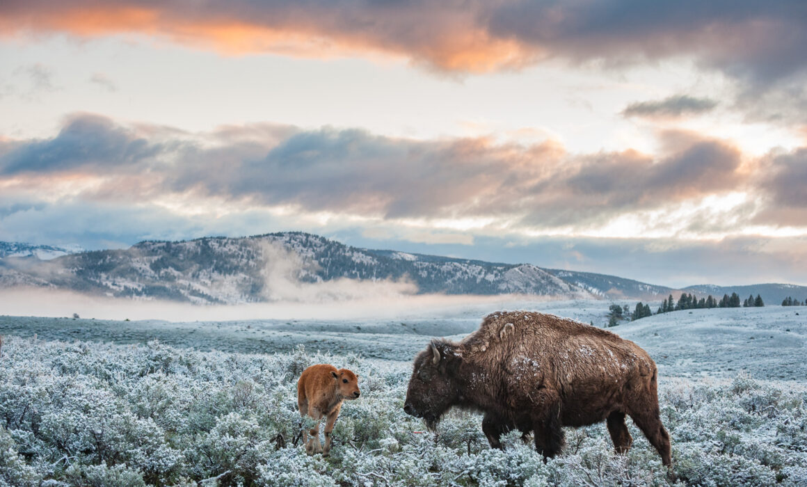 American Bison, Wyoming