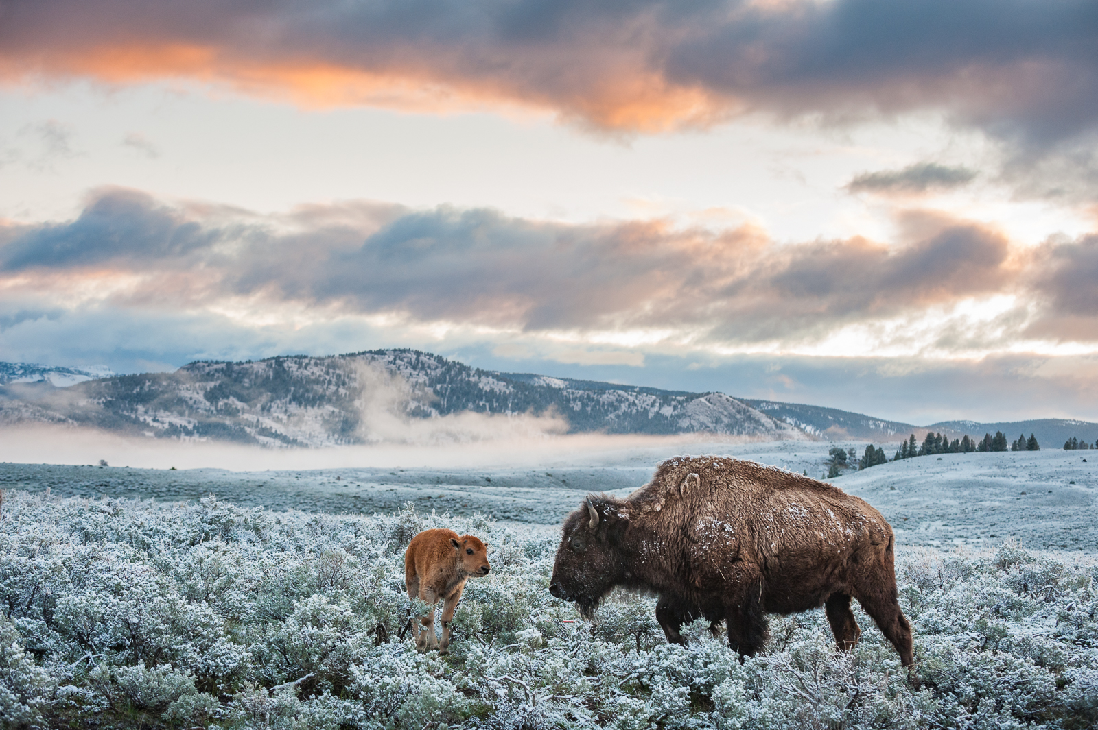 American Bison, Wyoming