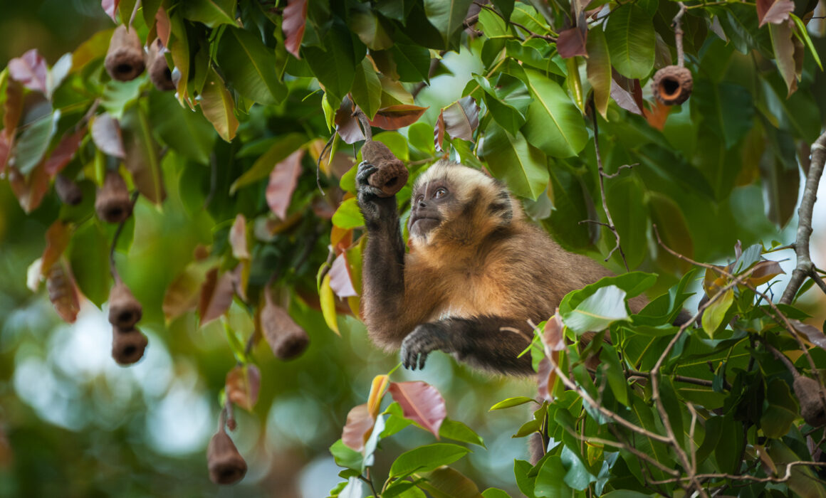 Brown Capuchin, Bolivia