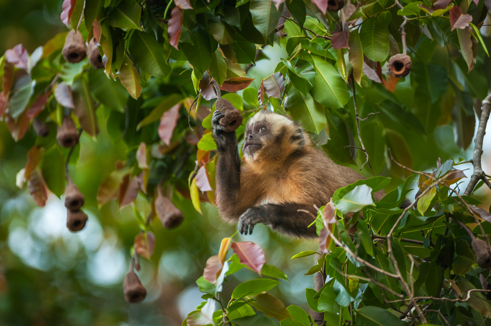 Brown Capuchin, Bolivia