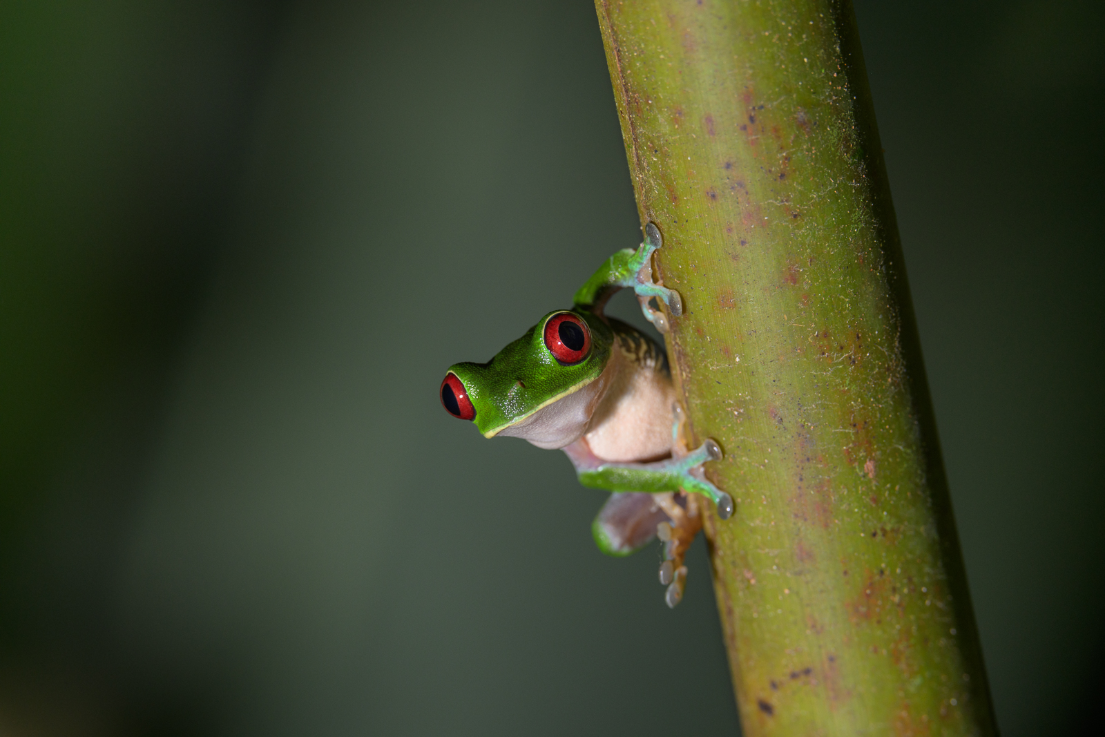 Red-Eyed Tree Frog, Piedras Blancas, Costa Rica