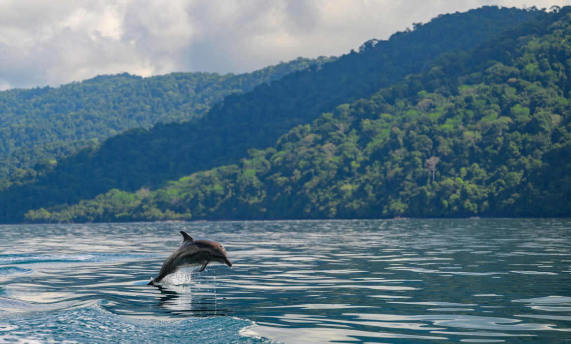 Pantropical Spotted Dolphin, Costa Rica