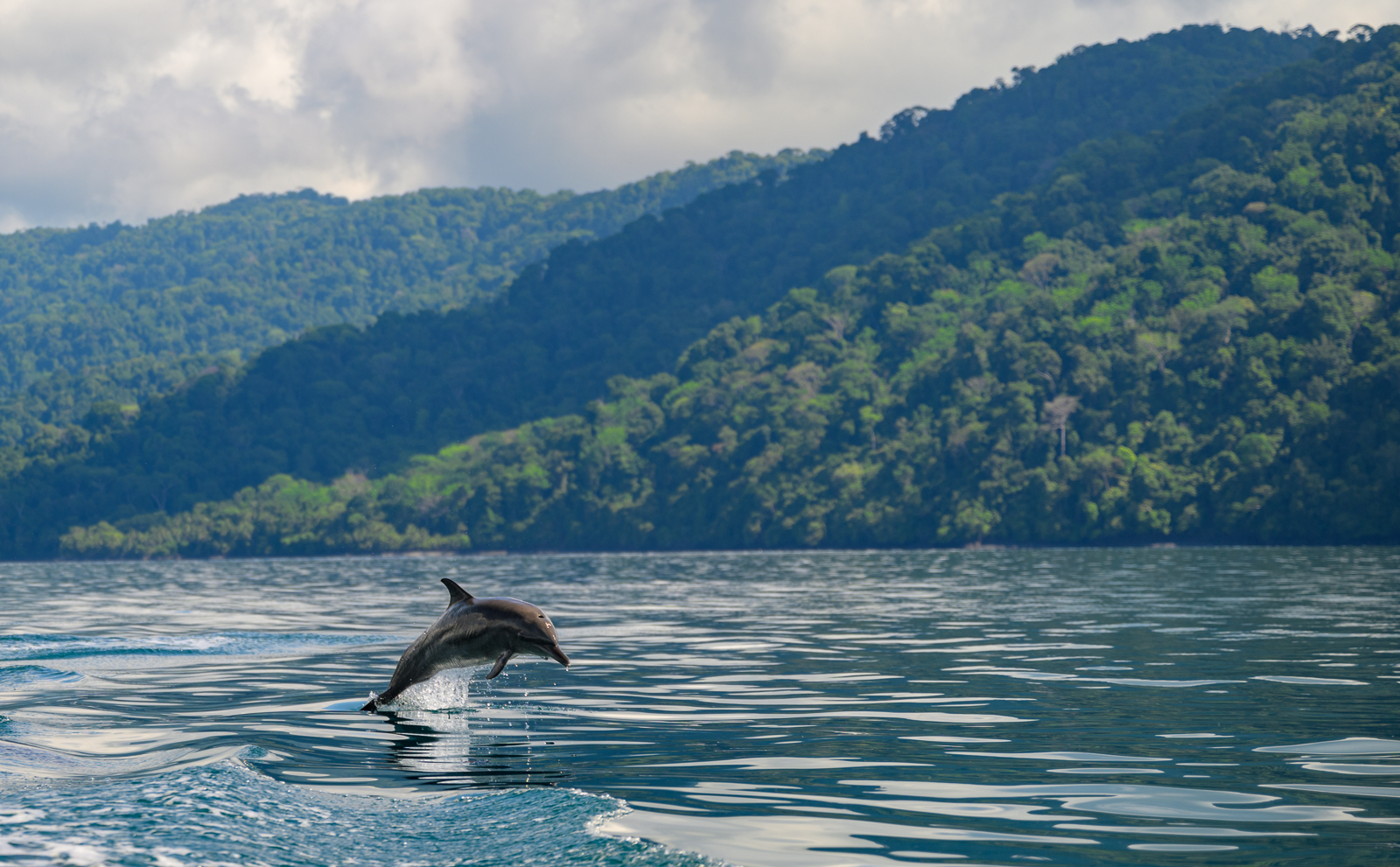 Pantropical Spotted Dolphin, Costa Rica