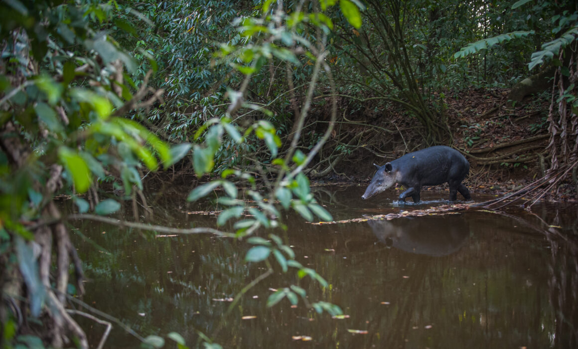 Baird's Tapir, Costa Rica