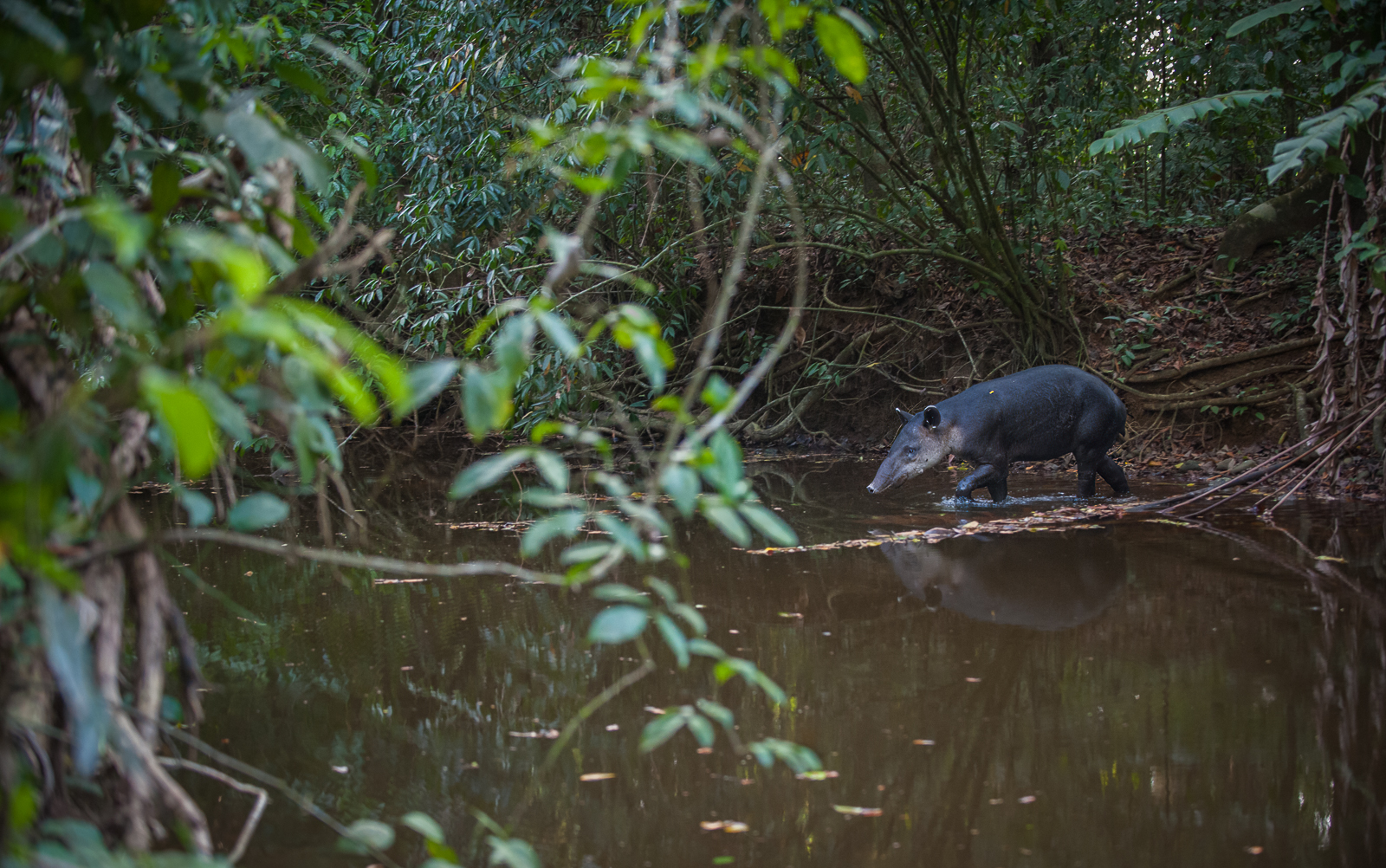 Baird's Tapir, Costa Rica