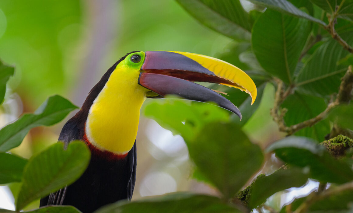 Yellow-Throated Toucan, Costa Rica