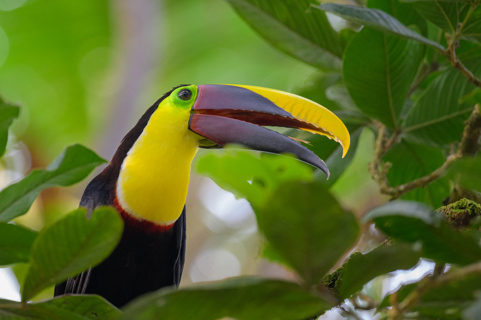 Yellow-Throated Toucan, Costa Rica