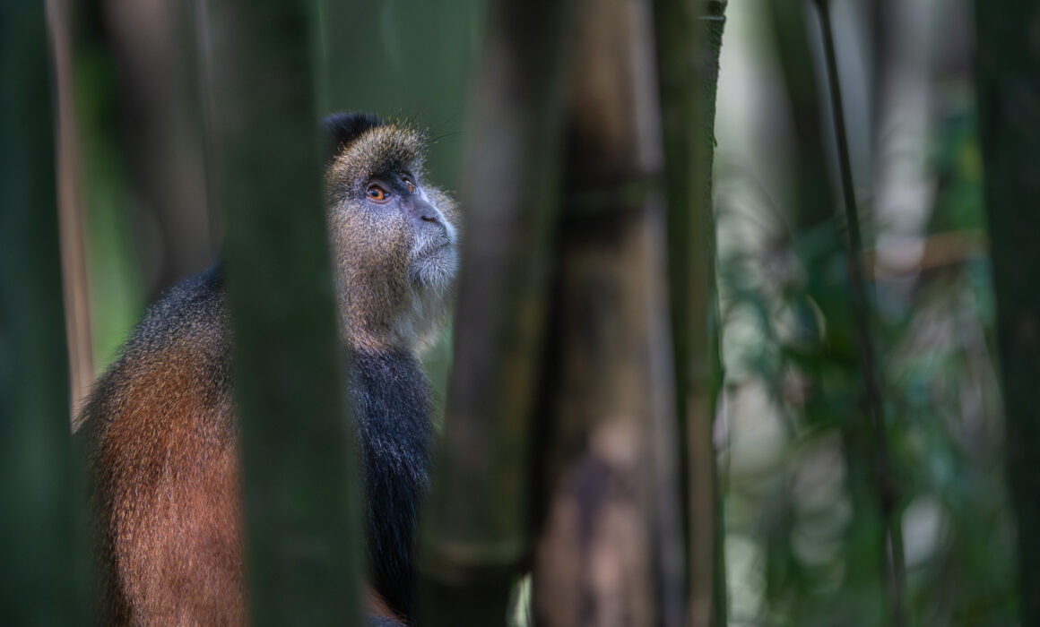 Golden Monkey, Uganda