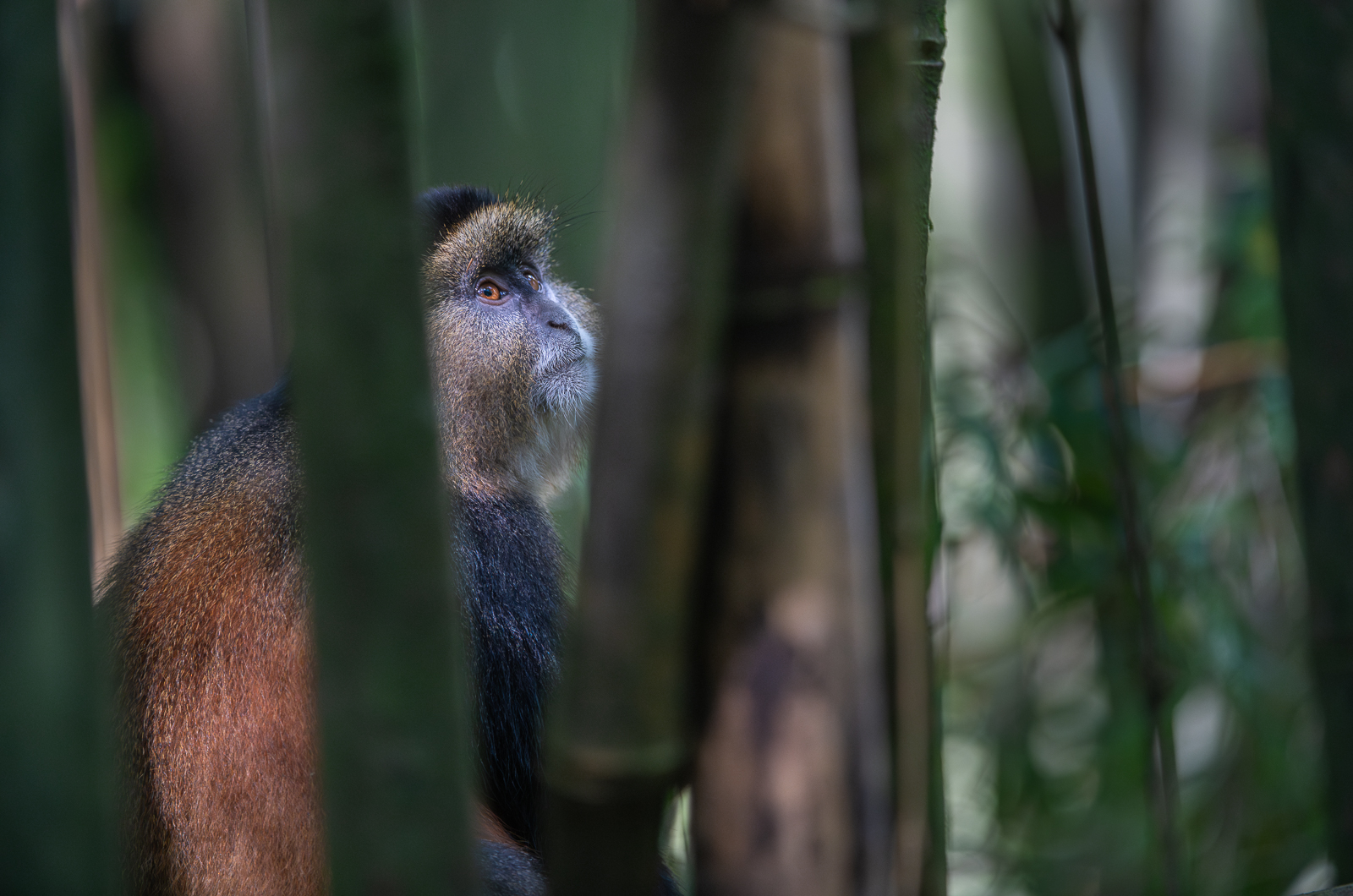 Golden Monkey, Uganda