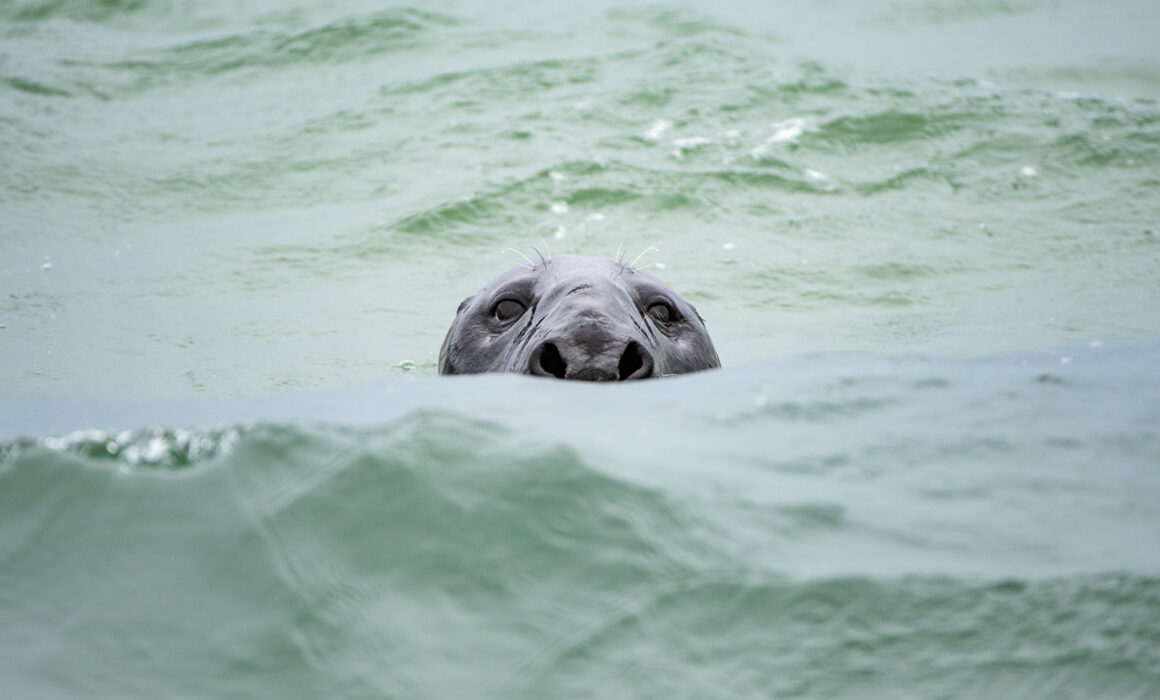 Gray Seal, Cape Cod, Massachusetts
