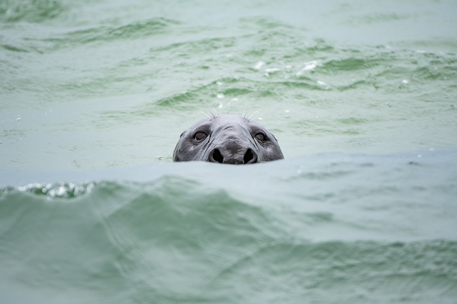 Gray Seal, Cape Cod, Massachusetts