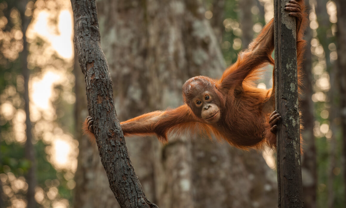 Orangutan, Borneo