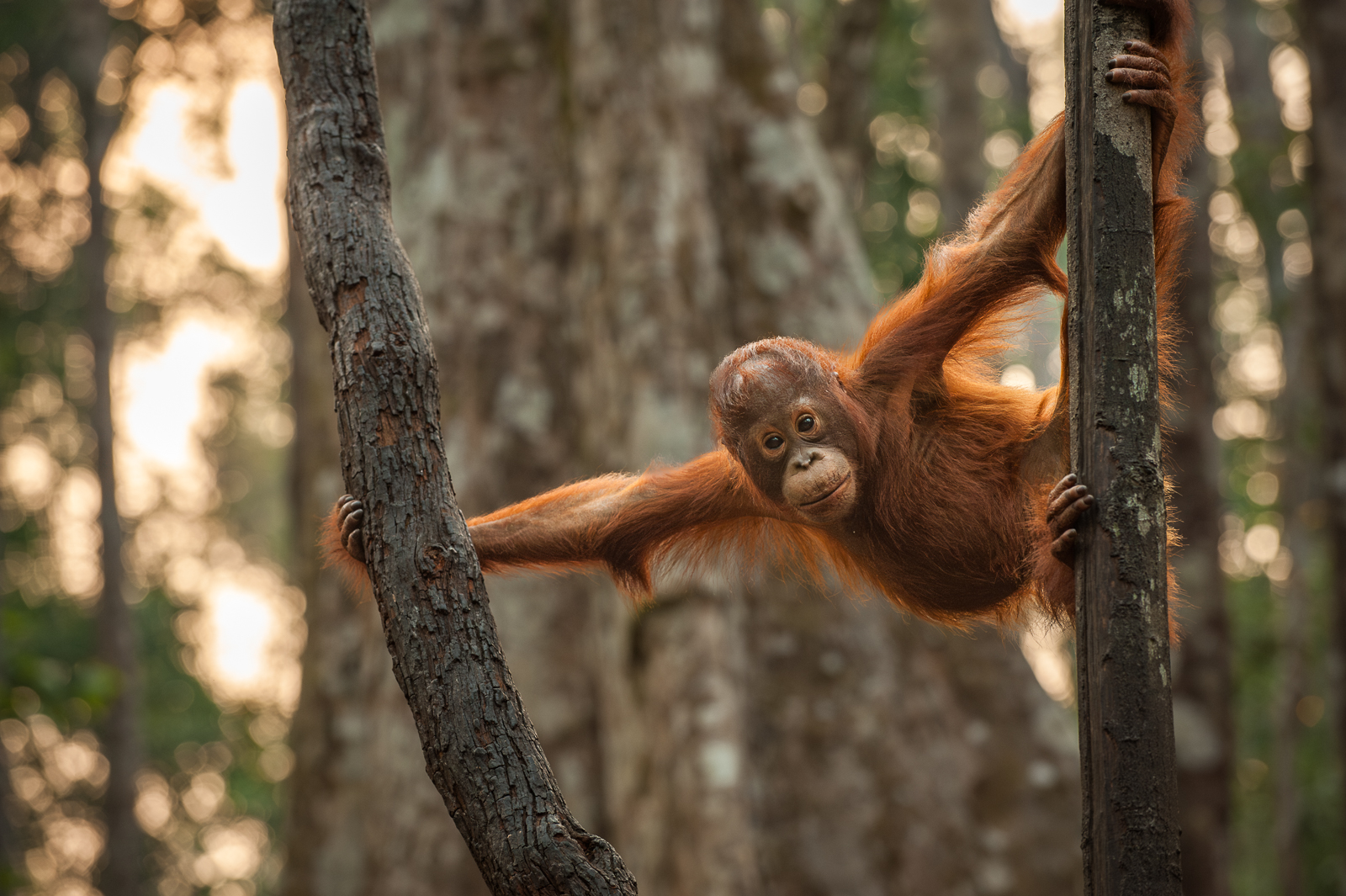 Orangutan, Borneo
