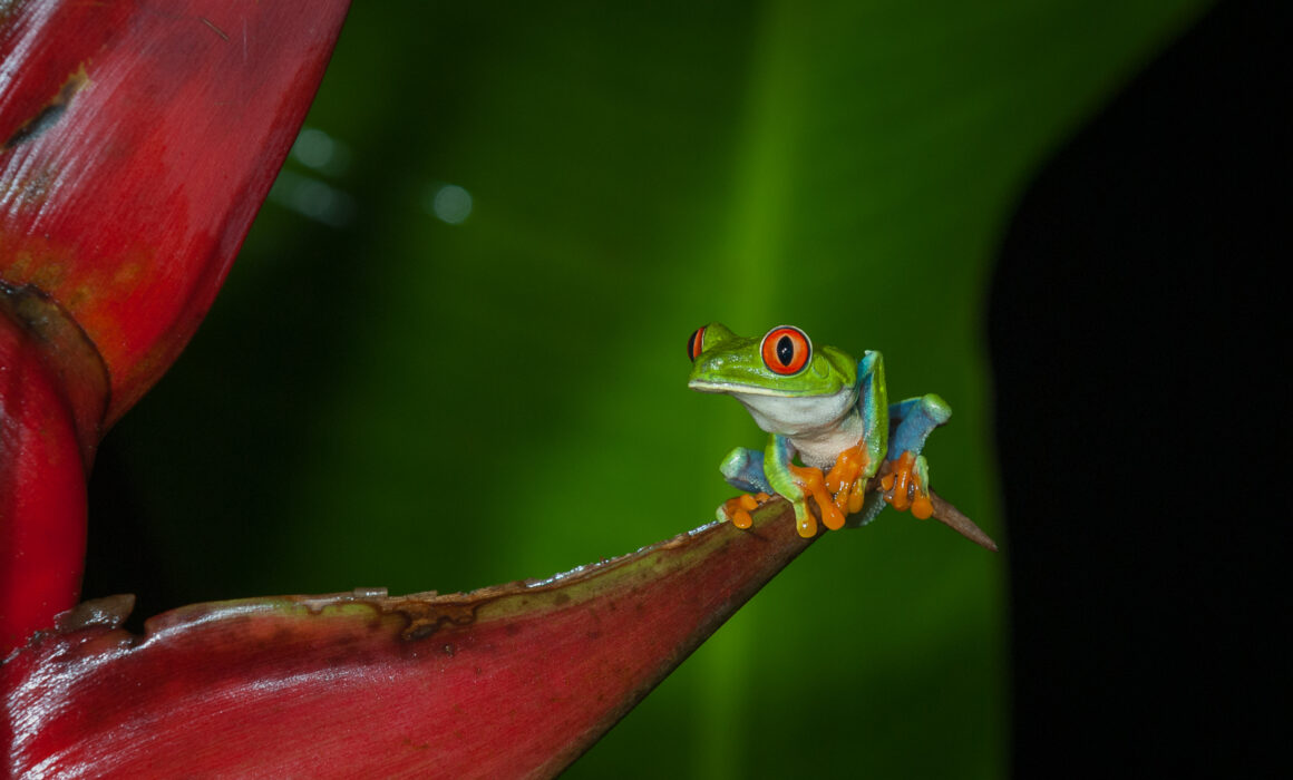 Red-Eyed Tree Frog, Costa Rica
