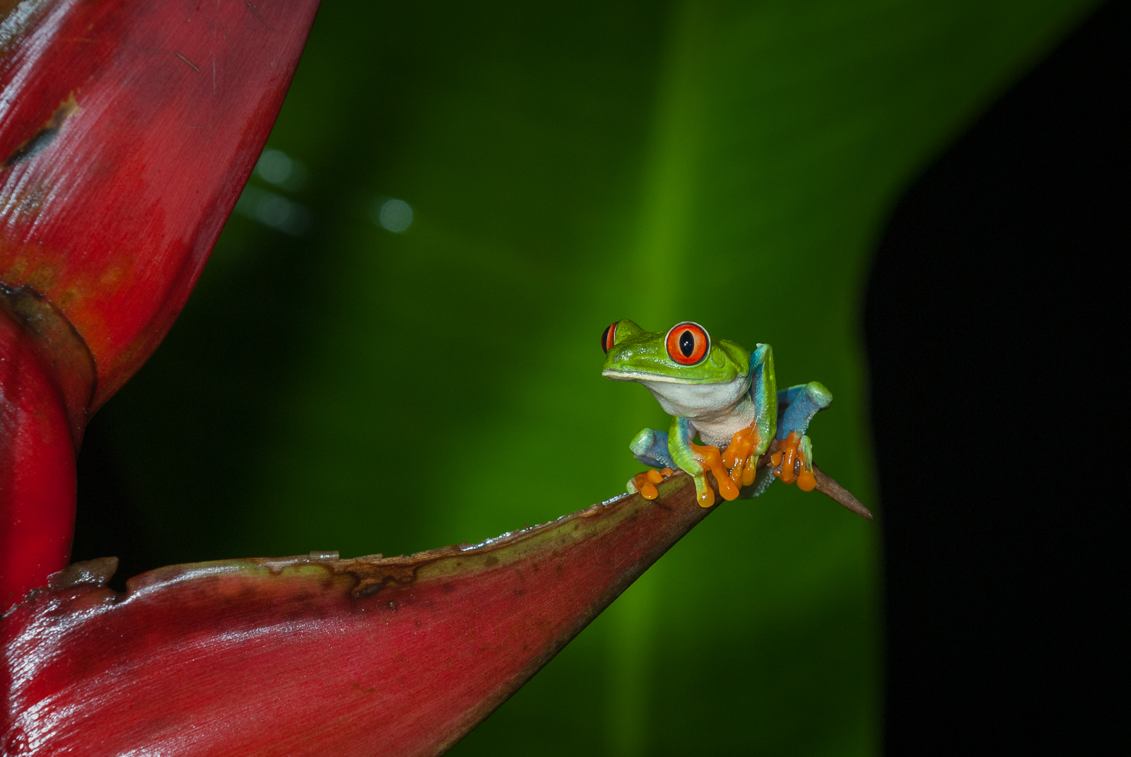 Red-Eyed Tree Frog, Costa Rica