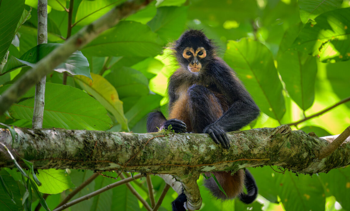 Geoffroy's Spider Monkey, Costa Rica