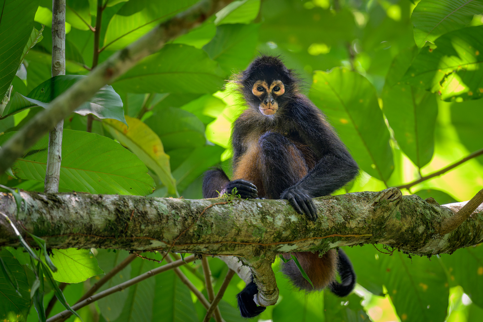 Geoffroy's Spider Monkey, Costa Rica