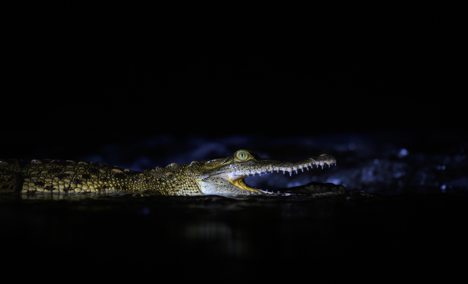 American Crocodile, Costa Rica