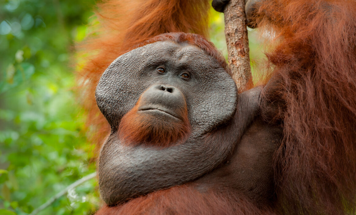 Bornean Orangutan, Indonesia