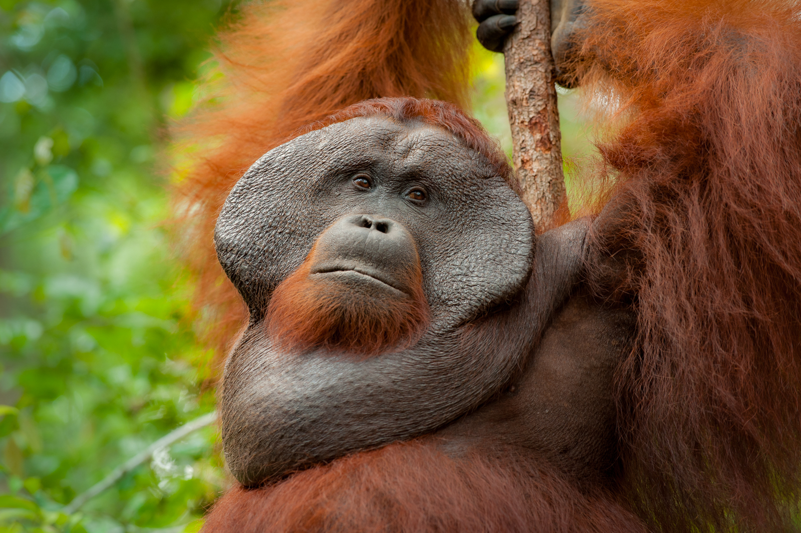 Bornean Orangutan, Indonesia