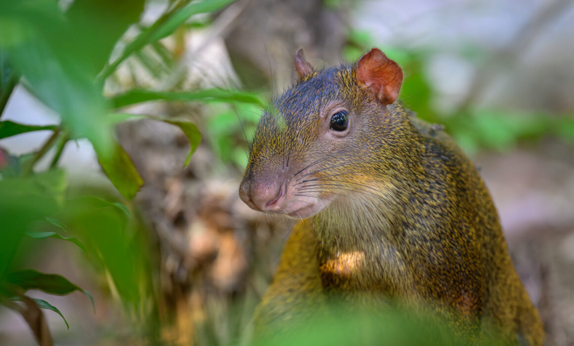Central American Agouti, Costa Rica