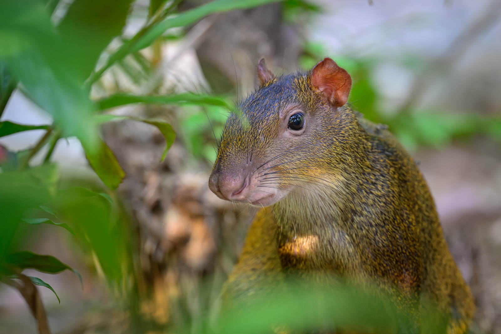 Central American Agouti, Costa Rica