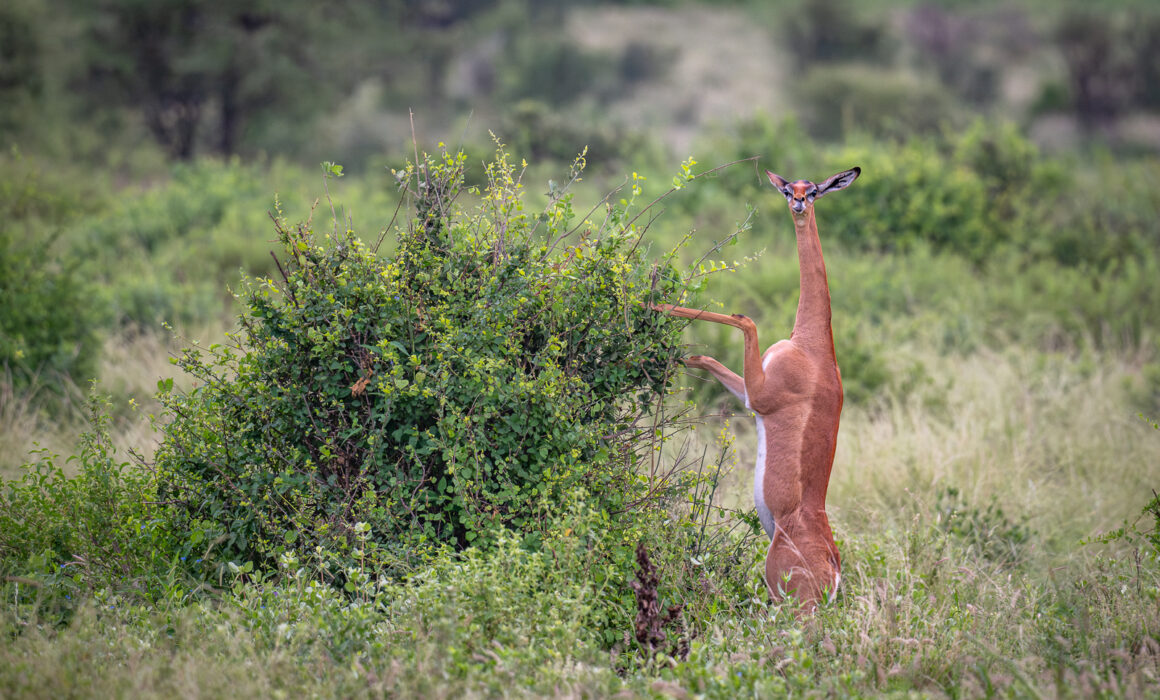Gerenuk, Kenya