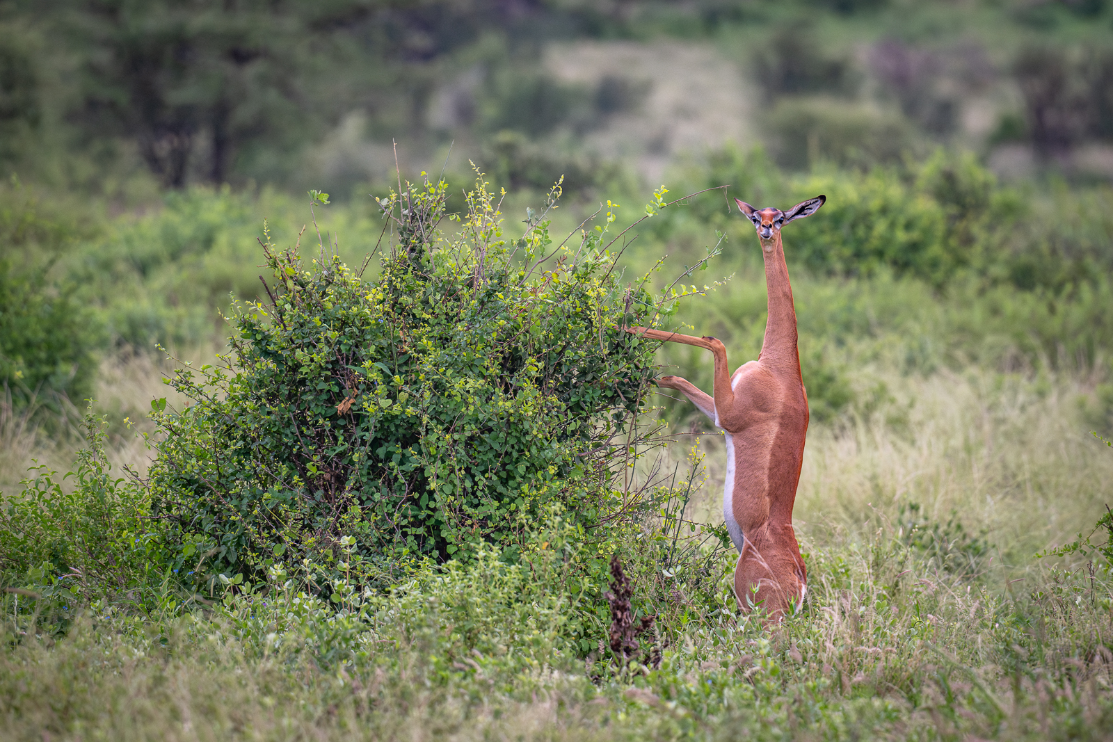 Gerenuk, Kenya