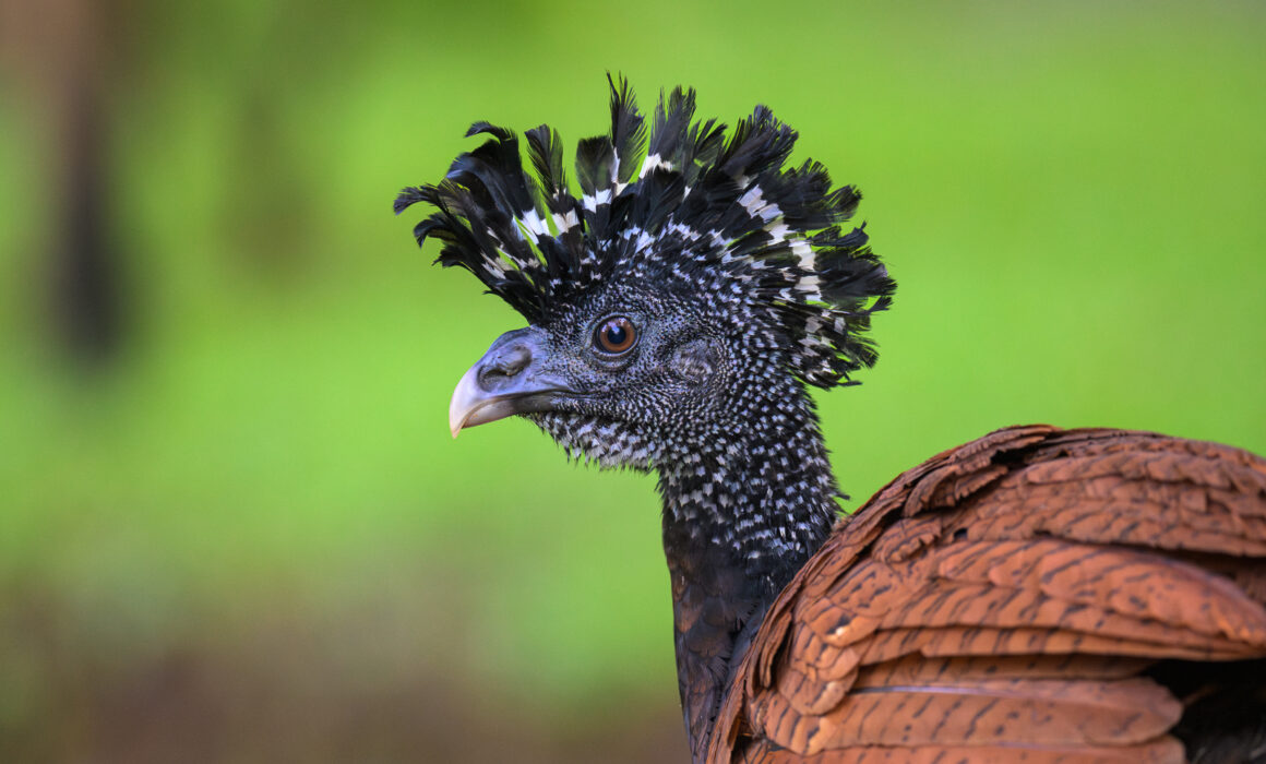 Great Curassow, Costa Rica