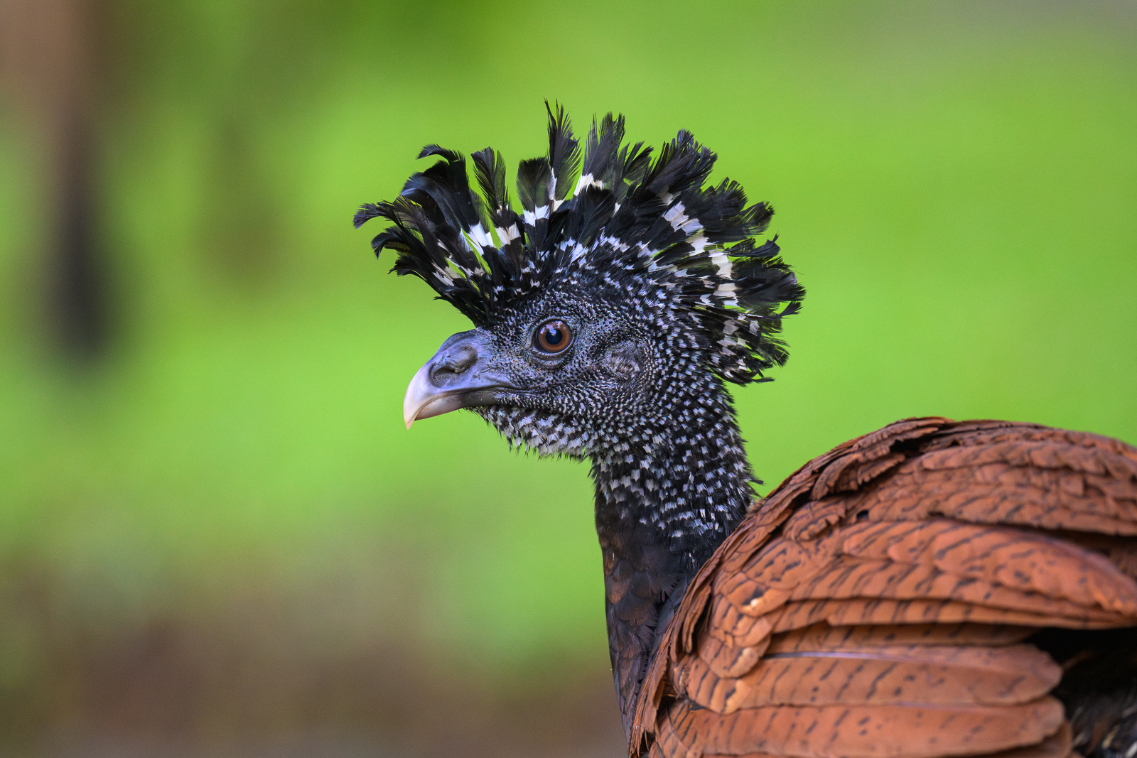 Great Curassow, Costa Rica