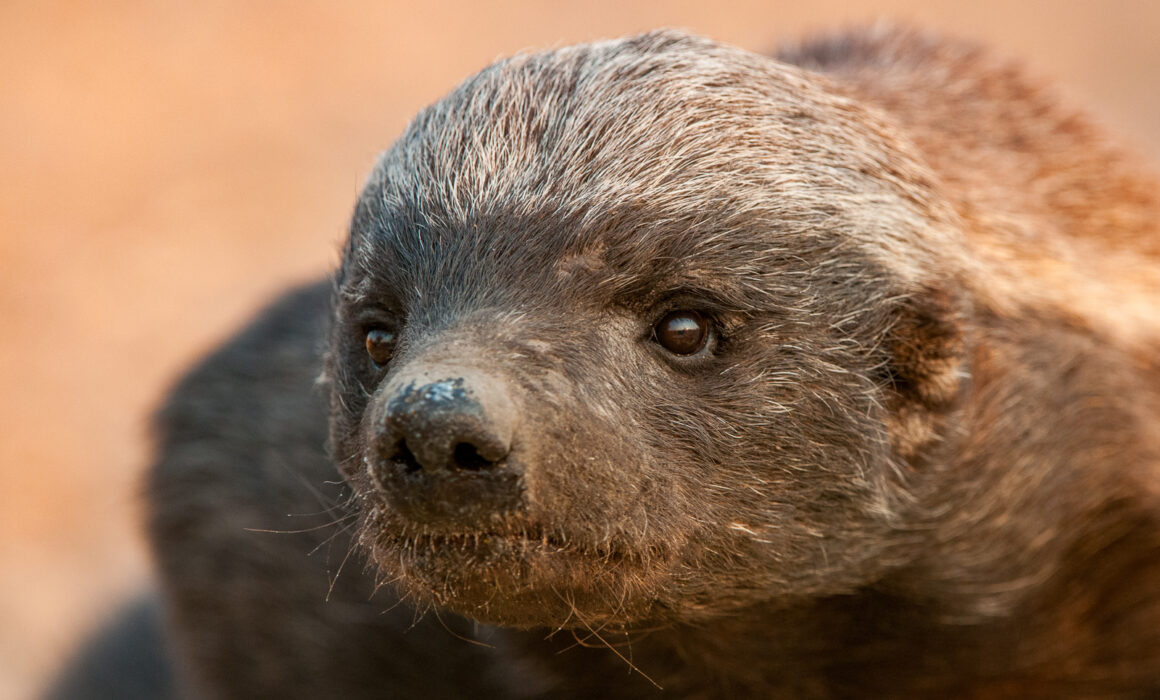 Honey Badger, Botswana