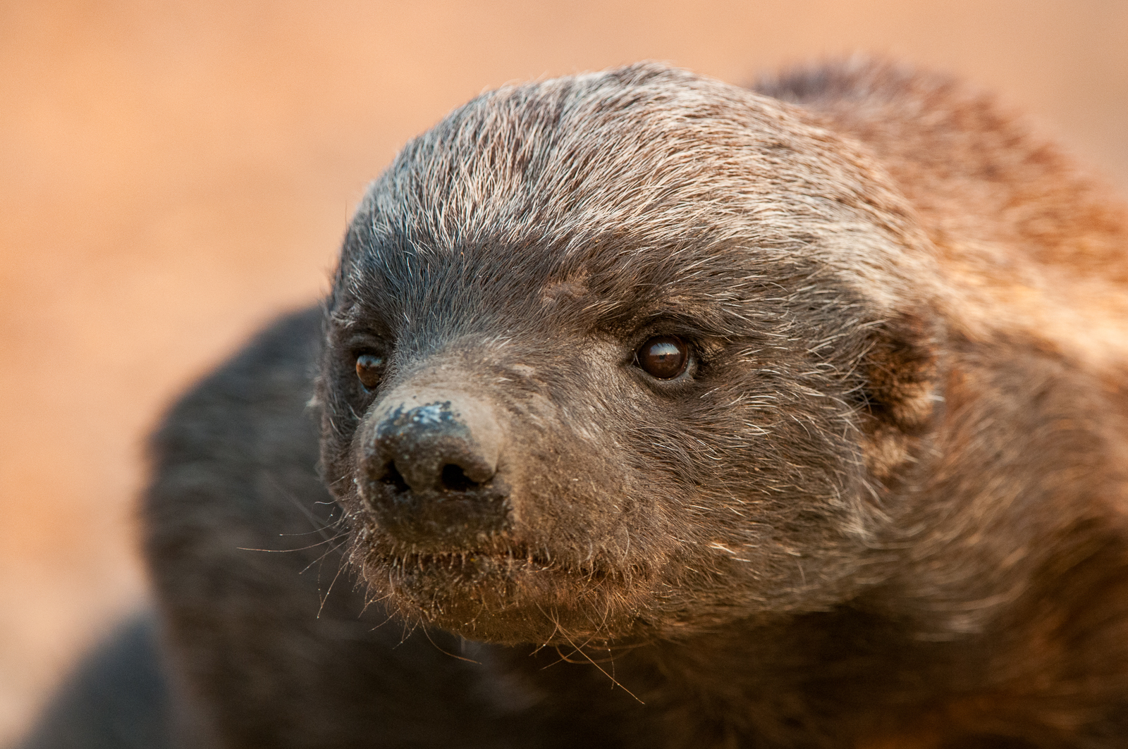 Honey Badger, Botswana