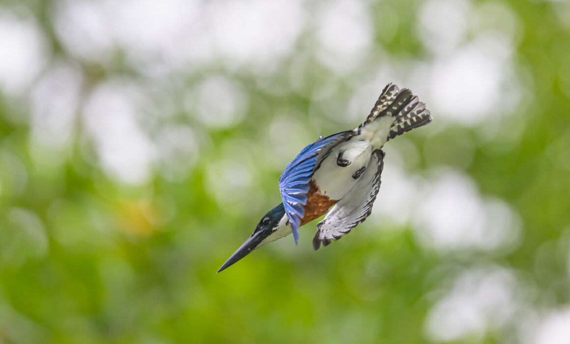 Ringed Kingfisher, Costa Rica