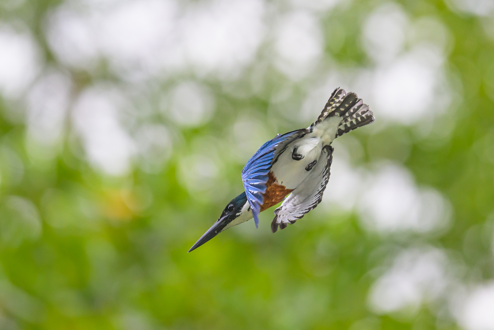 Ringed Kingfisher, Costa Rica