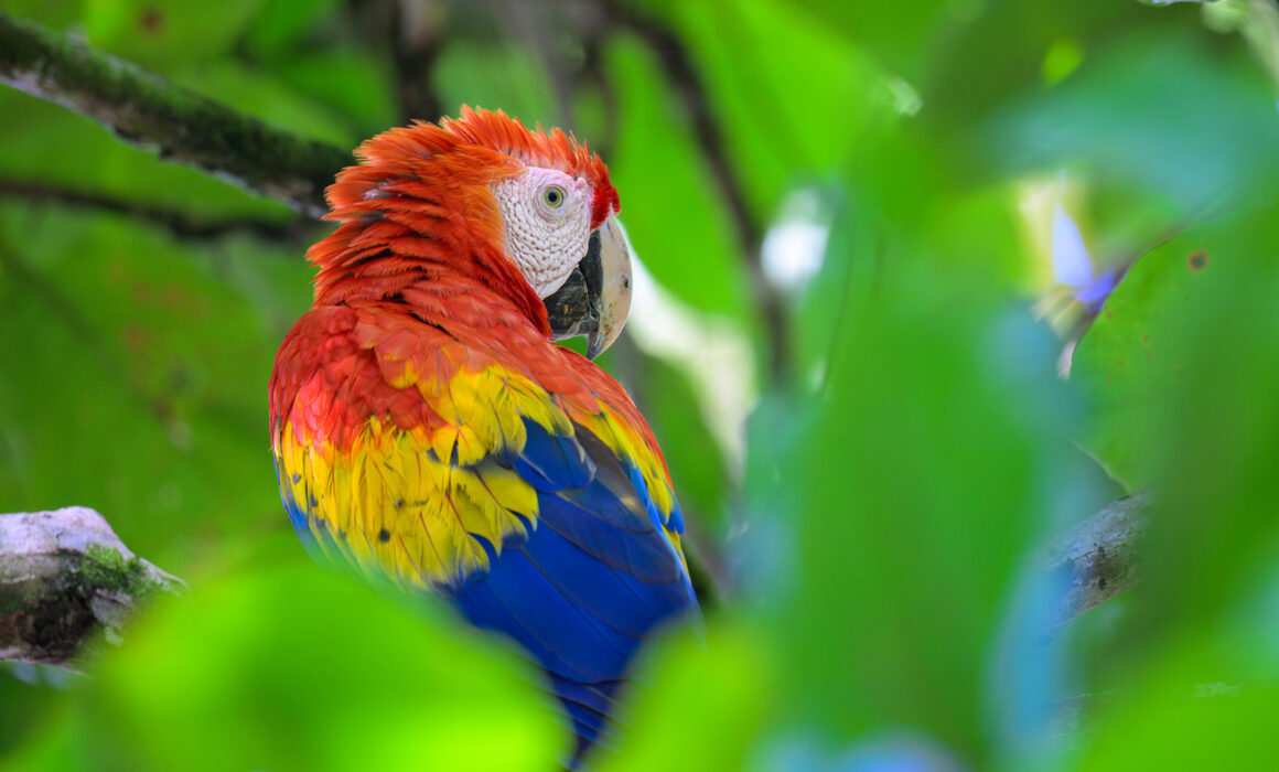 Scarlet Macaw, Costa Rica