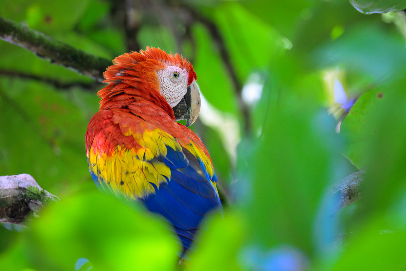 Scarlet Macaw, Costa Rica