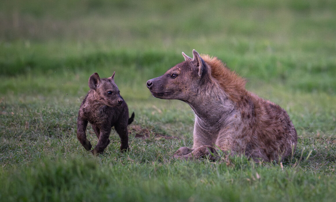 Spotted Hyena, Kenya
