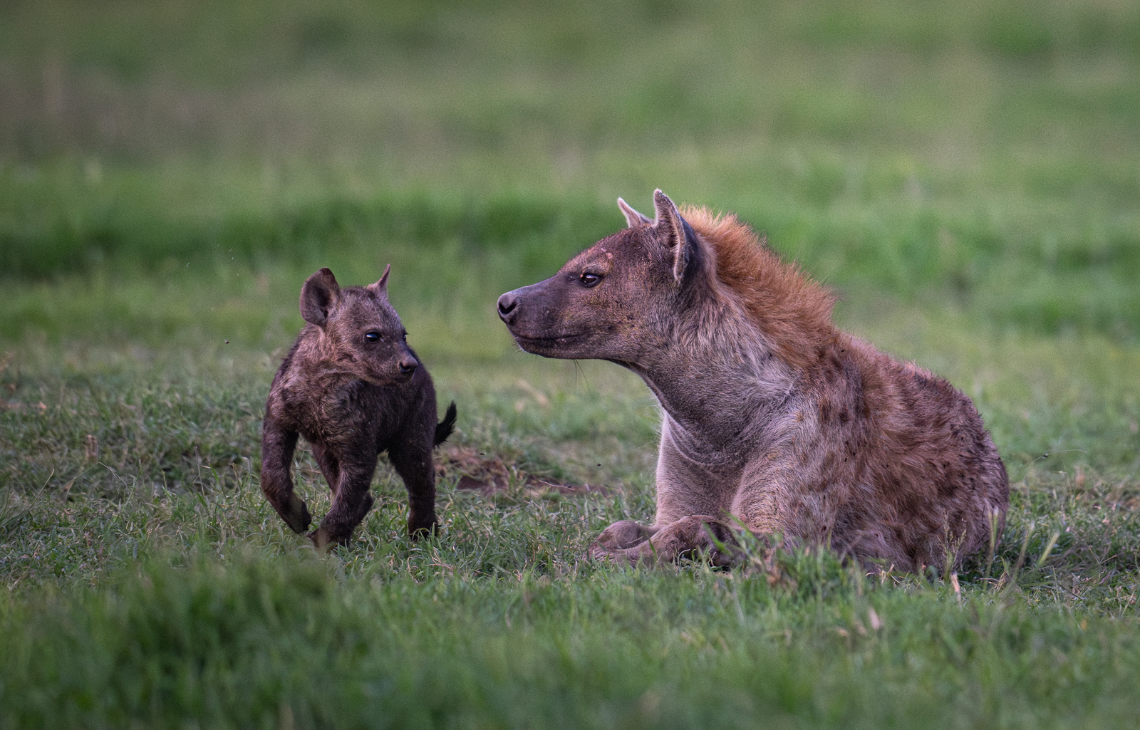 Spotted Hyena, Kenya