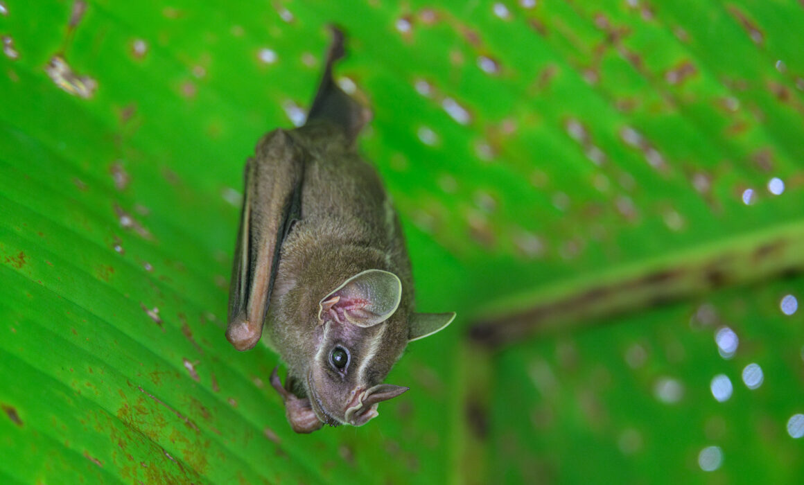 Tent-Making Bat, Costa Rica